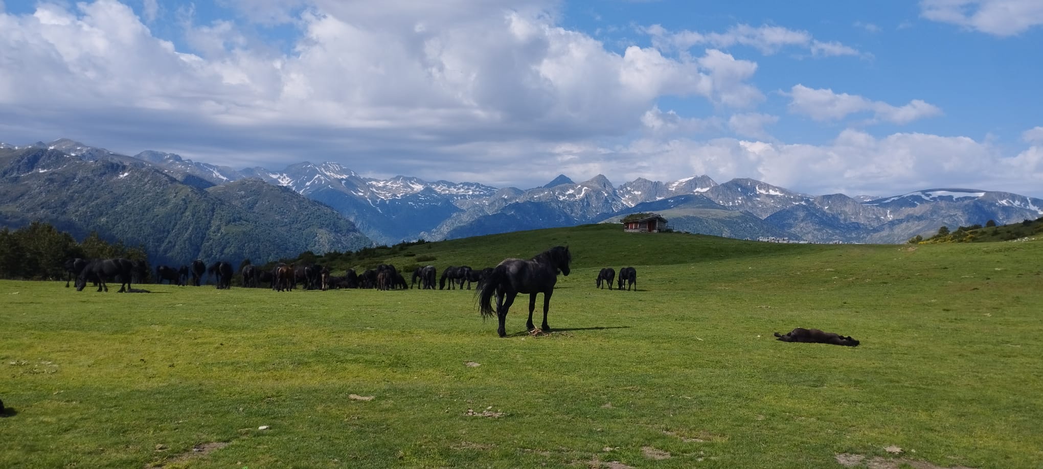 Chevaux dans un champ avec des montagne en fond